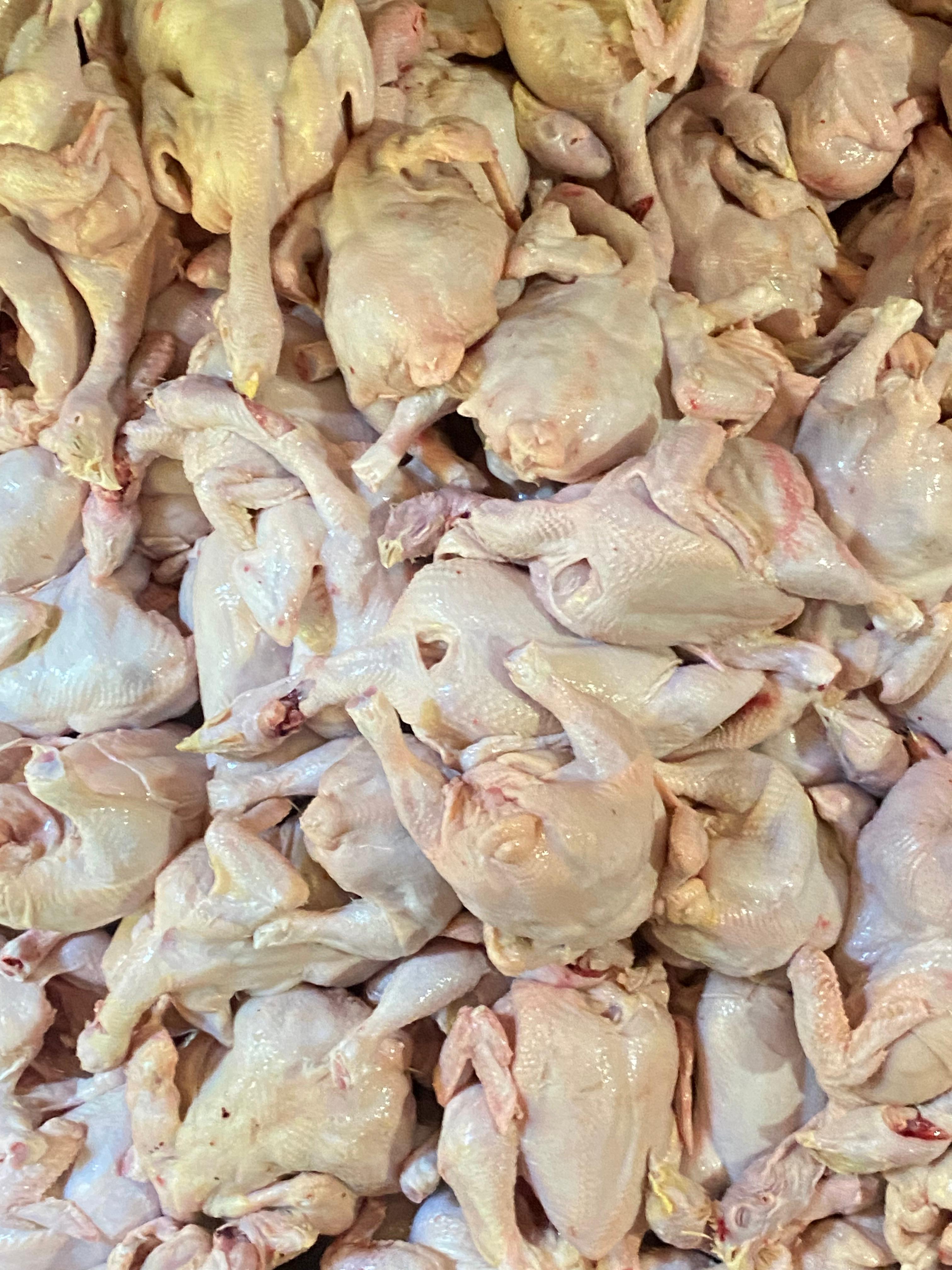 Berkah Ayam - Ayam Potong dan Ayam Utuh